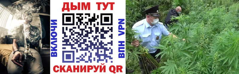 Каннабис сатива  Купить где  Сурск 